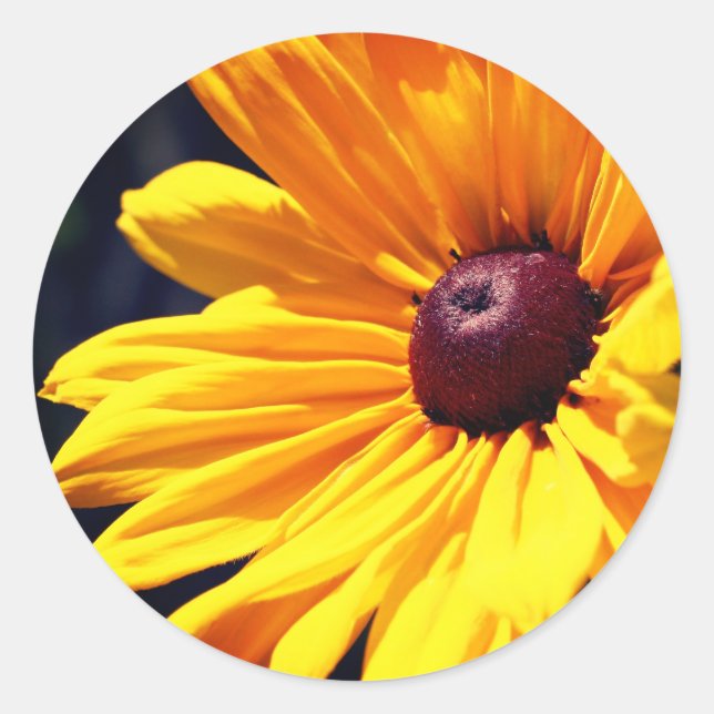 Black Eyed Susan Flower  Classic Round Sticker (Front)