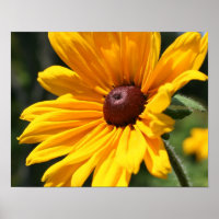 Black Eyed Susan Flower In Sunshine