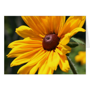Black Eyed Susan Flower Photography Card