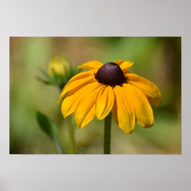 Black Eyed Susan Flower Photography Poster (Front)