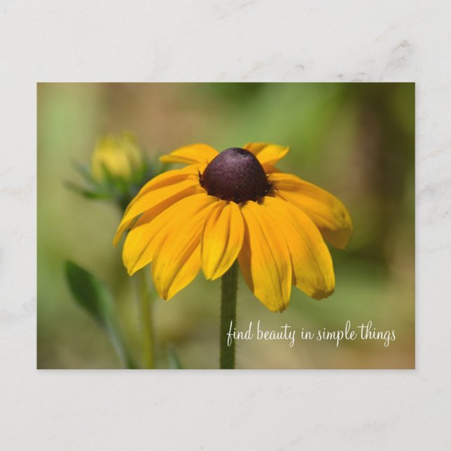 Black Eyed Susan Flower Postcard (Front)