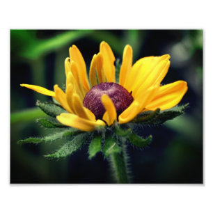 Black Eyed Susan Flower Unfolding 8x10 Photo Print