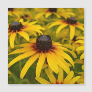Black Eyed Susan Flowers