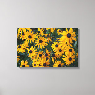 Black-eyed Susan Flowers Canvas Print