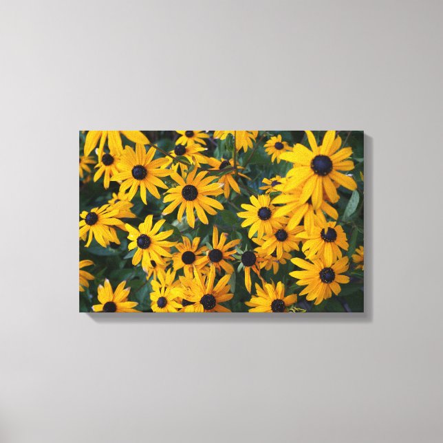 Black-eyed Susan Flowers Canvas Print (Front)