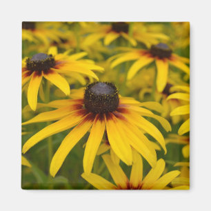 Black Eyed Susan Flowers Magnet
