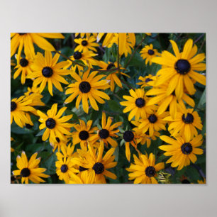 Black-eyed Susan Flowers Poster