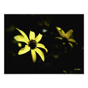 Black Eyed Susan -L Photo Print