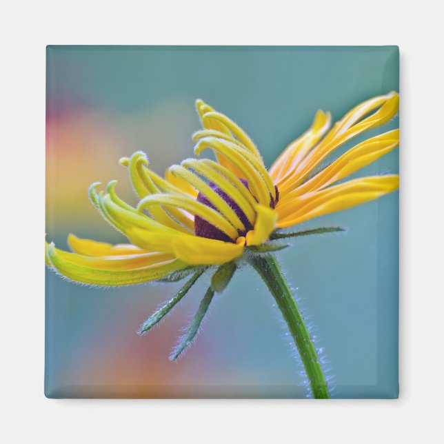 Black-eyed Susan Magnet (Front)