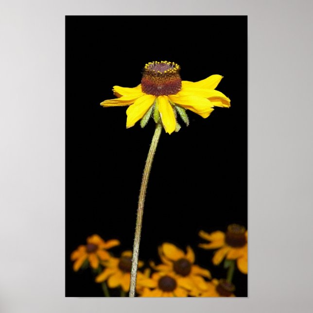 Black Eyed Susan on Black Background Poster (Front)