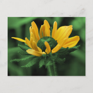 Black Eyed Susan On Green Flower Postcard