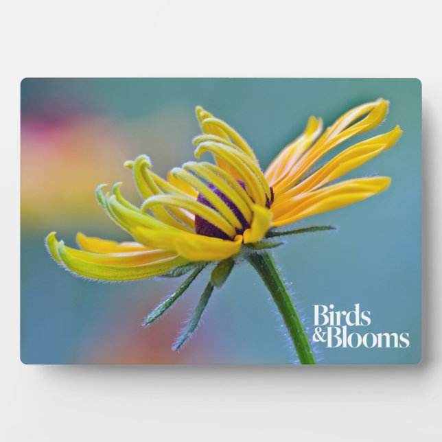 Black-eyed Susan Plaque (Front)