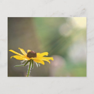 Black Eyed Susan Postcard