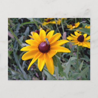 Black-Eyed Susan Postcard