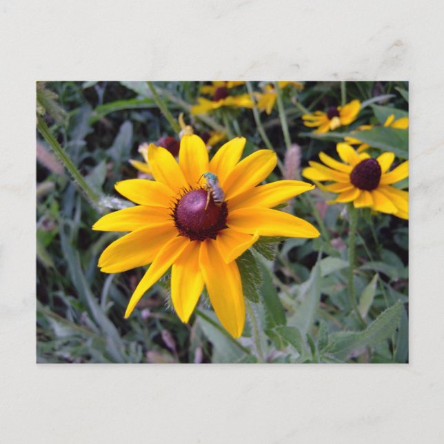 Black-Eyed Susan Postcard (Front)