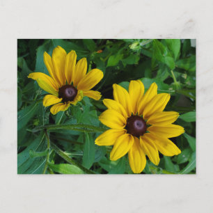 Black-Eyed Susan Postcard