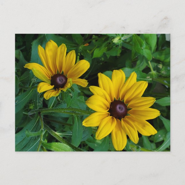 Black-Eyed Susan Postcard (Front)