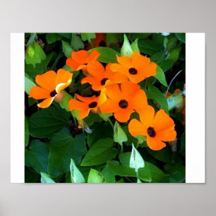Black Eyed Susan Poster