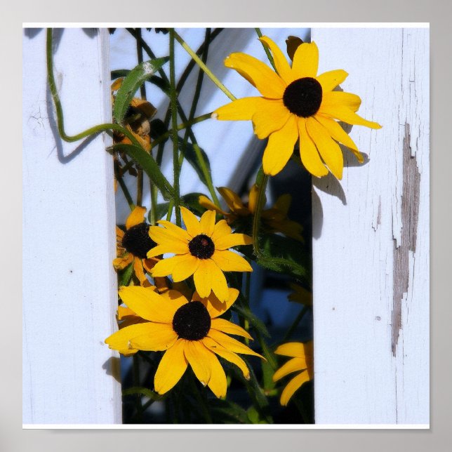 Black Eyed Susan Poster (Front)