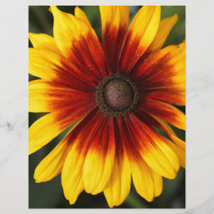 Black-eyed-Susan (Rudbeckia hirta)