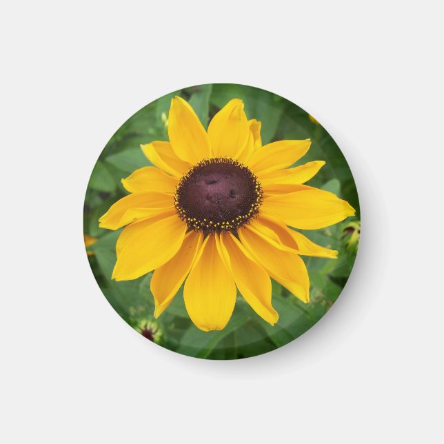 Black Eyed Susan Sitting Pretty Magnet (Front)