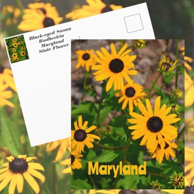 Black-eyed Susan State Flower of Maryland Postcard (Creator Uploaded)
