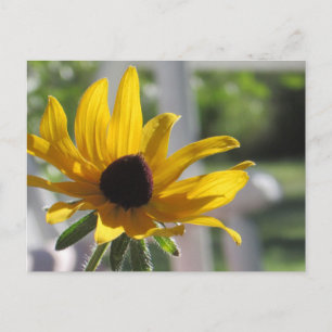 Black-Eyed Susan Wildflower Postcard