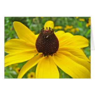 Black-Eyed Susan Wildflowers