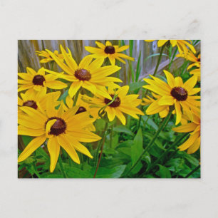 Black-Eyed Susan Wildflowers Postcard