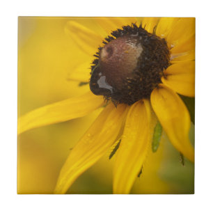 Black-Eyed Susan with a Teardrop Tile