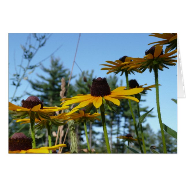 Black eyed Susans (Front Horizontal)