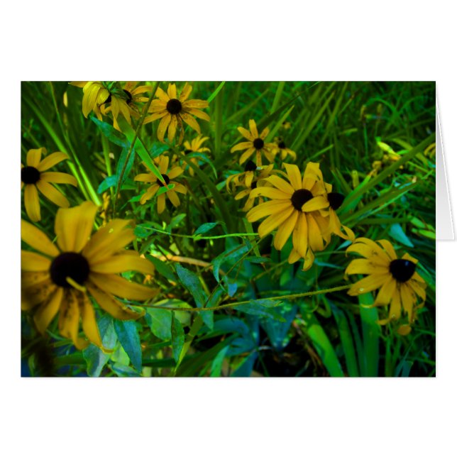 Black-Eyed Susans (Front Horizontal)