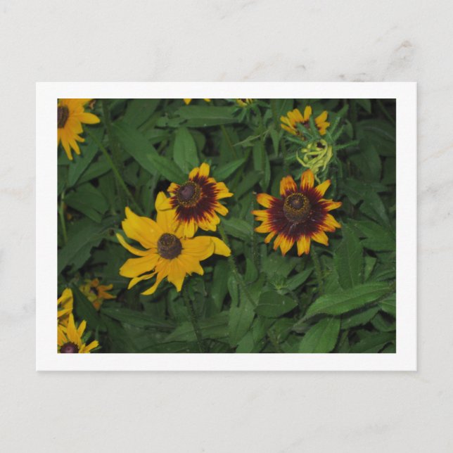 Black Eyed Susans at Longwood Gardens, PA Postcard (Front)