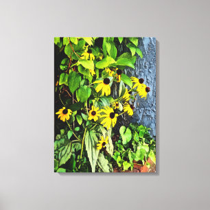 Black Eyed Susans By Stone Wall Canvas Print