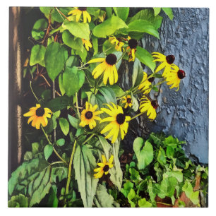 Black Eyed Susans By Stone Wall Tile