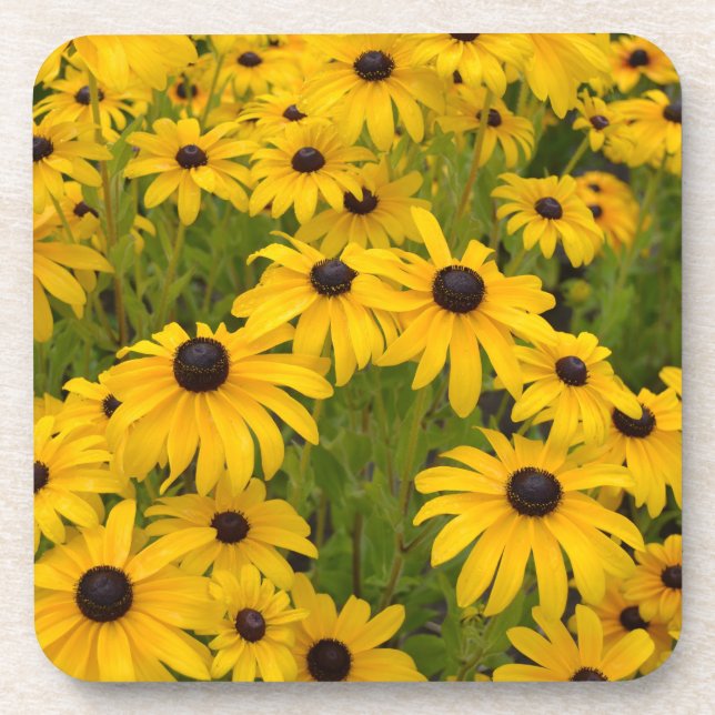 Black Eyed Susans Coaster Set (Front)
