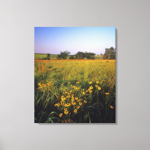 Black eyed Susans in tallgrass prairie at Neil Canvas Print