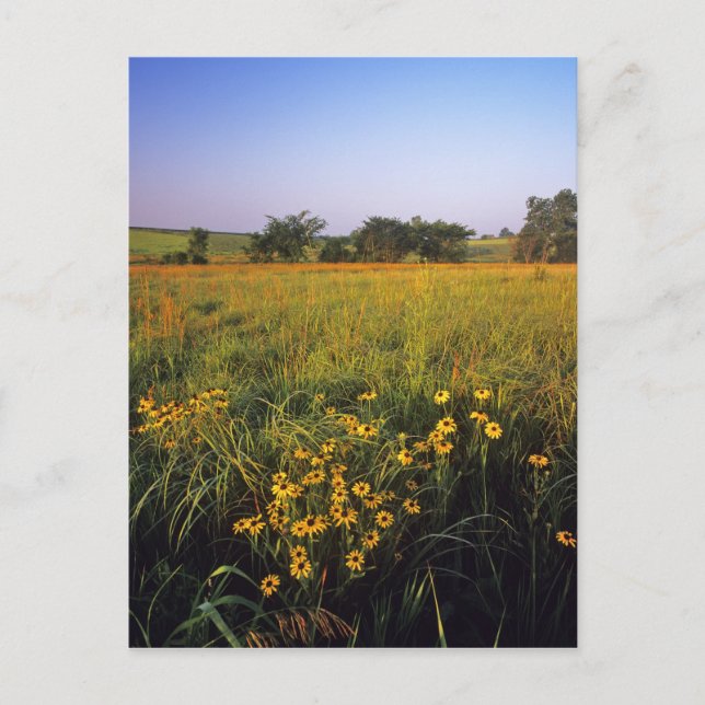 Black eyed Susans in tallgrass prairie at Neil Postcard (Front)