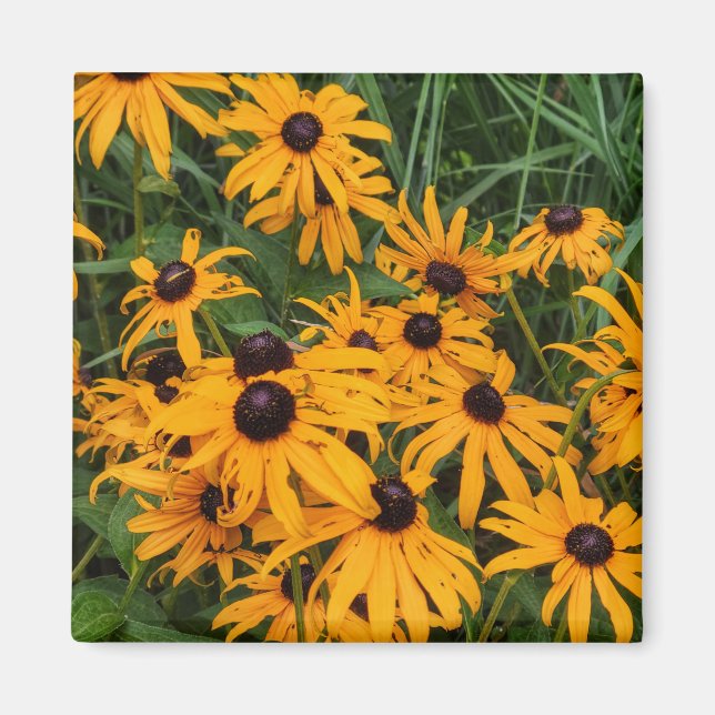 Black Eyed Susans Magnet (Front)