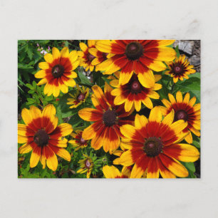 Black-eyed Susans Postcard