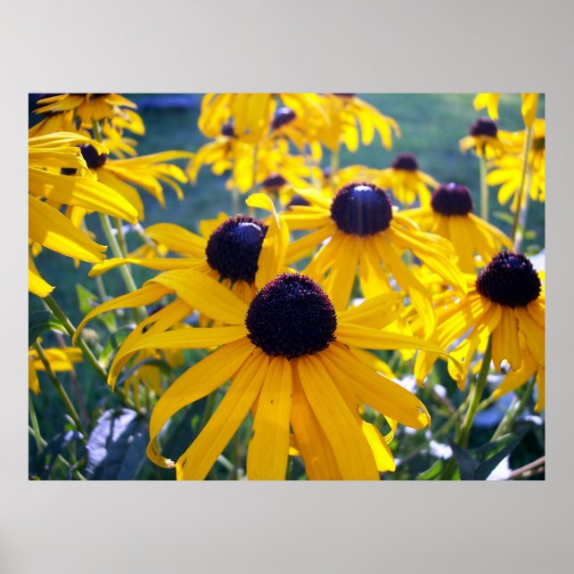 Black Eyed Susans Poster (Front)