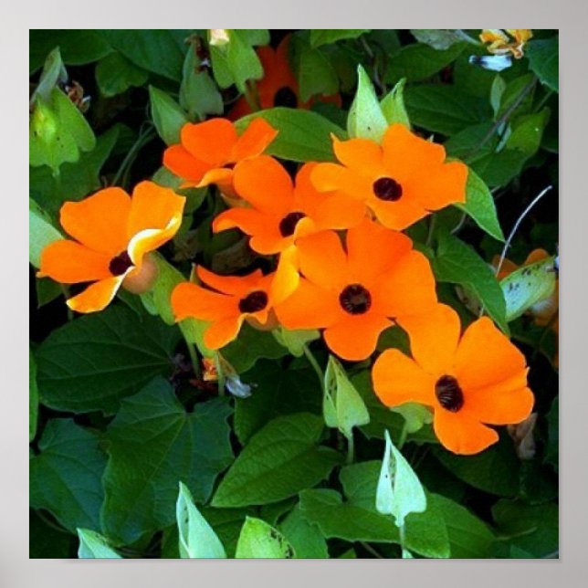 Black Eyes Susan Poster (Front)