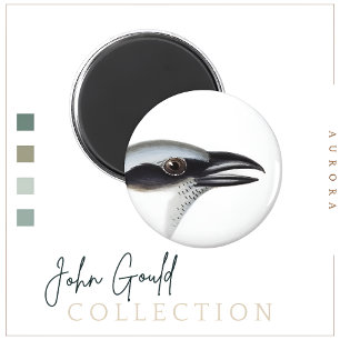 Black-faced Cuckoo-shrike Magnet