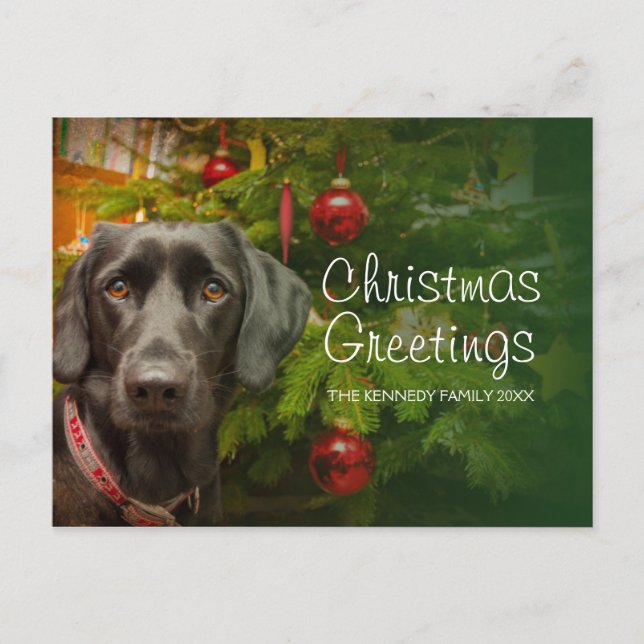 Black female Labrador Retriever Holiday Postcard (Front)