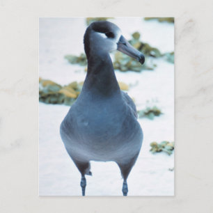 Black footed Albatross Postcard