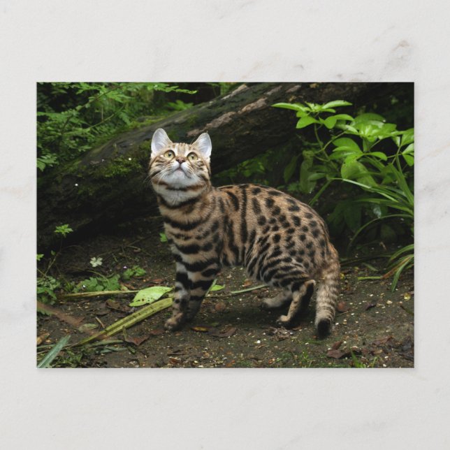 Black footed cat postcard (Front)