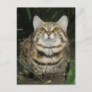 Black footed cat postcard