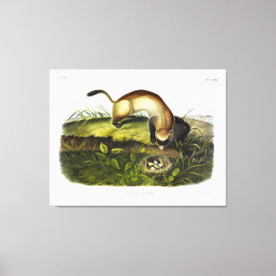 Black-footed Ferret, American Polecat by Audubon Canvas Print