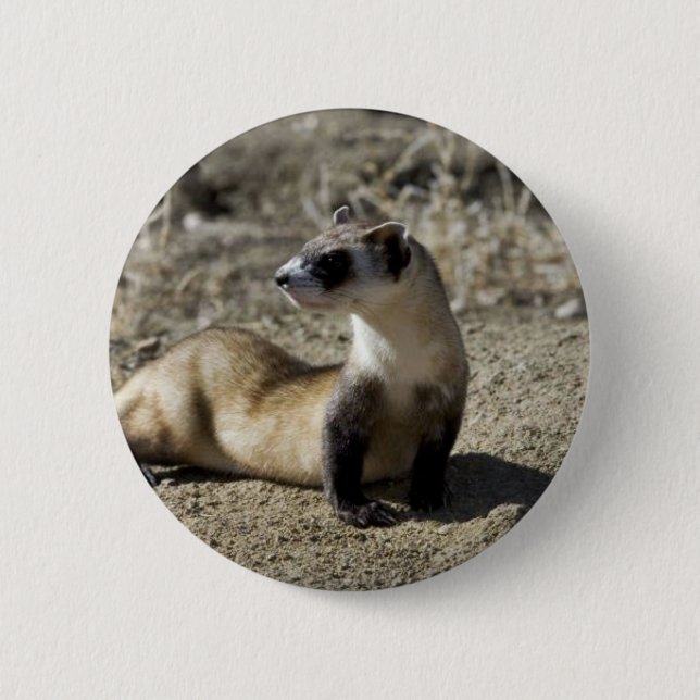 Black-Footed Ferret (captive) 6 Cm Round Badge (Front)