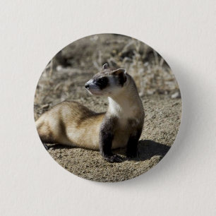 Black-Footed Ferret (captive) 6 Cm Round Badge